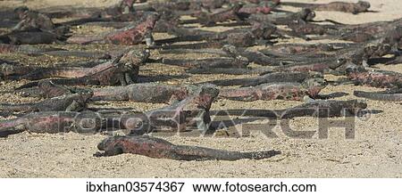 "Marine Iguanas (Amblyrhynchus cristatus) on a sandy beach, Espanola Island, Galapagos Islands, Ecuador, South America" View Large Photo Image Stock Photo - "Marine Iguanas (Amblyrhynchus cristatus) on a sandy beach, Espanola Island, Galapagos Islands, Ecuador, South America". Fotosearch