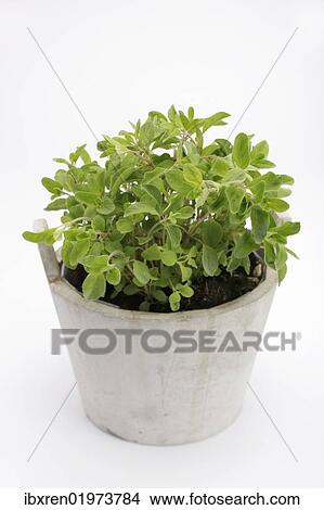 Picture - "Marjoram (Origanum majorana), herb". Fotosearch