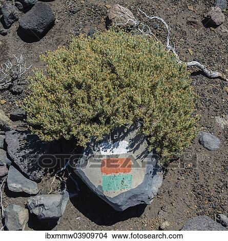 "Marker on a stone for hikers, La Palma, Canary Islands, Spain, Europe" View Large Photo Image Picture - "Marker on a stone for hikers, La Palma, Canary Islands, Spain, Europe". Fotosearch