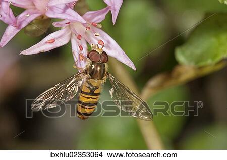 "Marmalade Hoverfly (Episyrphus balteatus) feeding on pollen, Untergroeningen, Baden-Wuerttemberg, Germany, Europe" View Large Photo Image Picture - "Marmalade Hoverfly (Episyrphus balteatus) feeding on pollen, Untergroeningen, Baden-Wuerttemberg, Germany, Europe". Fotosearch