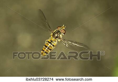 Picture - "Marmalade Hoverfly (Episyrphus balteatus), female in flight, Baden-Wurttemberg, Germany, Europe". Fotosearch