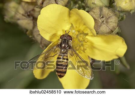 "Marmalade Hoverfly (Episyrphus balteatus), female, Untergroeningen, Baden-Wuerttemberg, Germany, Europe" View Large Photo Image Stock Image - "Marmalade Hoverfly (Episyrphus balteatus), female, Untergroeningen, Baden-Wuerttemberg, Germany, Europe". Fotosearch