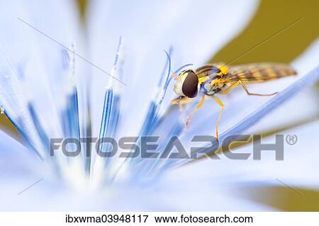 Stock Photo - "Marmalade hoverfly (Episyrphus balteatus) in blossom of the Chicory (Cichorium intybus), North Hesse, Hesse, Germany, Europe". Fotosearch