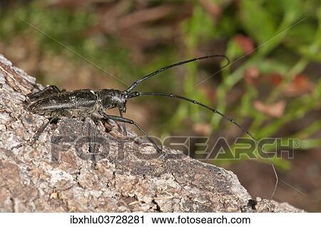 Stock Image - "Marmorated Longhorn Beetle (Monochamus sutor) on a tree trunk, Vorarlberg, Austria, Europe". Fotosearch