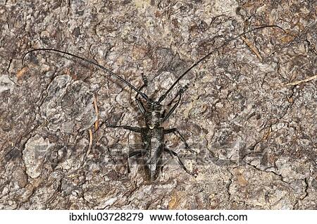 "Marmorated Longhorn Beetle (Monochamus sutor) on a tree trunk, Vorarlberg, Austria, Europe" View Large Photo Image Stock Photo - "Marmorated Longhorn Beetle (Monochamus sutor) on a tree trunk, Vorarlberg, Austria, Europe". Fotosearch