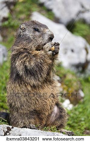 "Marmot (Marmota marmota) nibbling on a peanut, Salzburger Land, Austria, Europe" View Large Photo Image Stock Image - "Marmot (Marmota marmota) nibbling on a peanut, Salzburger Land, Austria, Europe". Fotosearch