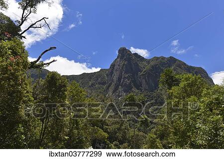 "Marojejy National Park, Sava Region, Madagascar, Africa" View Large Photo Image Stock Photo - "Marojejy National Park, Sava Region, Madagascar, Africa". Fotosearch