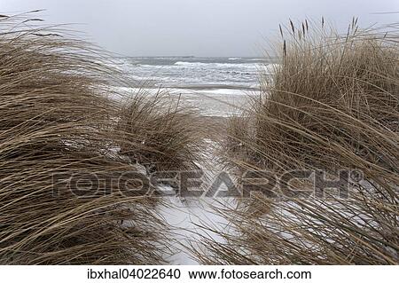"Marram grass and Baltic Sea coast in winter with snow in Kuhlungsborn, Mecklenburg, Germany, Europe" View Large Photo Image Stock Image - "Marram grass and Baltic Sea coast in winter with snow in Kuhlungsborn, Mecklenburg, Germany, Europe". Fotosearch