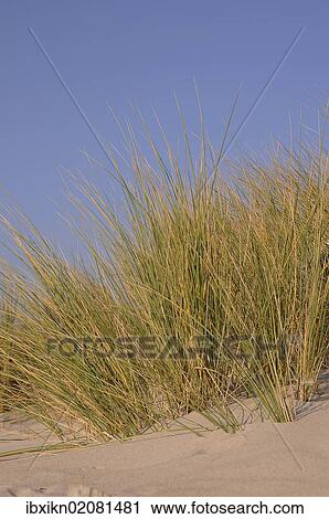 "Marram grass in the dunes, Baltic Sea, Groemitz, Schleswig-Holstein, Germany, Europe" View Large Photo Image Stock Image - "Marram grass in the dunes, Baltic Sea, Groemitz, Schleswig-Holstein, Germany, Europe". Fotosearch