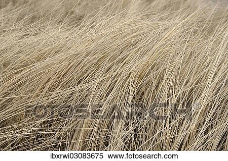 Marram grass in winter View Large Photo Image Stock Photography - Marram grass in winter. Fotosearch