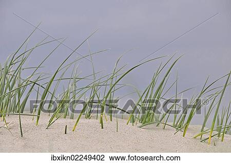 "Marram grass on a North Sea beach, St. Peter-Ording, Schleswig-Holstein, Germany, Europe" View Large Photo Image Stock Image - "Marram grass on a North Sea beach, St. Peter-Ording, Schleswig-Holstein, Germany, Europe". Fotosearch