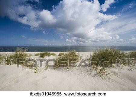 "Marram grass on the beach, List, Sylt island, Schleswig-Holstein, Germany, Europe" View Large Photo Image Stock Photography - "Marram grass on the beach, List, Sylt island, Schleswig-Holstein, Germany, Europe". Fotosearch