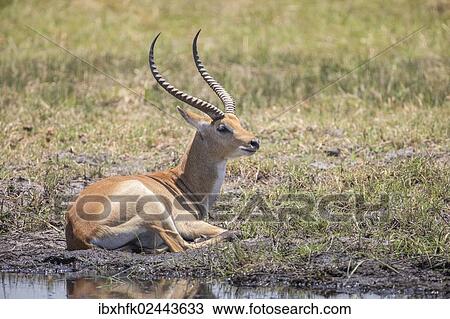 Stock Image - "Marsh antelope (Kobus leche), Bwabwata National Park, Caprivi Strip, Namibia, Africa". Fotosearch