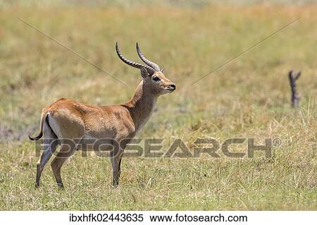 "Marsh antelope (Kobus leche), Bwabwata National Park, Caprivi Strip, Namibia, Africa" View Large Photo Image Stock Photography - "Marsh antelope (Kobus leche), Bwabwata National Park, Caprivi Strip, Namibia, Africa". Fotosearch
