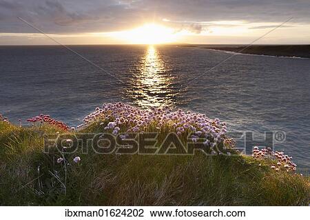 "Marsh Daisy (Armeria maritima), coast at Doolin, County Clare, Ireland, Europe" View Large Photo Image Stock Image - "Marsh Daisy (Armeria maritima), coast at Doolin, County Clare, Ireland, Europe". Fotosearch