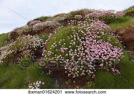 "Marsh Daisy (Armeria maritima), County Clare, Ireland, Europe" View Large Photo Image Stock Image - "Marsh Daisy (Armeria maritima), County Clare, Ireland, Europe". Fotosearch