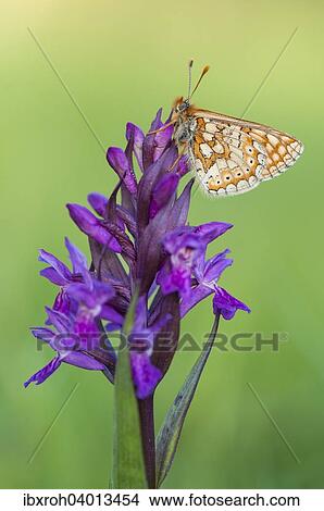 Marsh Fritillary (Euphydryas aurinia) View Large Photo Image Picture - Marsh Fritillary (Euphydryas aurinia). Fotosearch