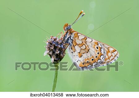 Stock Photo - Marsh Fritillary (Euphydryas aurinia). Fotosearch