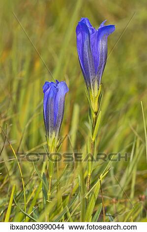 "Marsh gentian (Gentiana pneumonanthe), Mieminger Plateau, Tyrol, Austria, Europe" View Large Photo Image Picture - "Marsh gentian (Gentiana pneumonanthe), Mieminger Plateau, Tyrol, Austria, Europe". Fotosearch