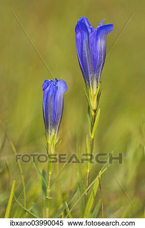 "Marsh gentian (Gentiana pneumonanthe), Mieminger Plateau, Tyrol, Austria, Europe" View Large Photo Image Stock Photography - "Marsh gentian (Gentiana pneumonanthe), Mieminger Plateau, Tyrol, Austria, Europe". Fotosearch