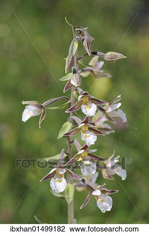 "Marsh Helleborine (Epipactis palustris), Mala Fatra National Park, Slovakia, Europe" View Large Photo Image Stock Image - "Marsh Helleborine (Epipactis palustris), Mala Fatra National Park, Slovakia, Europe". Fotosearch