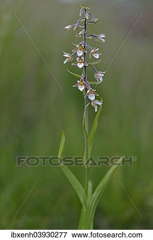 Stock Photo - "Marsh Helleborine (Epipactis palustris), Emsland, Lower Saxony, Germany, Europe". Fotosearch