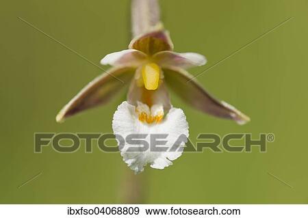 "Marsh Helleborine (Epipactis palustris), flower, Thuringia, Germany, Europe" View Large Photo Image Stock Photo - "Marsh Helleborine (Epipactis palustris), flower, Thuringia, Germany, Europe". Fotosearch
