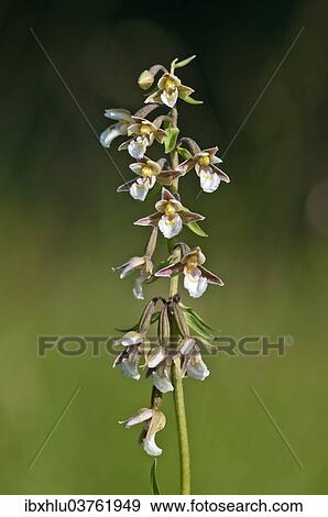 "Marsh Helleborine (Epipactis palustris), Vorarlberg, Austria, Europe" View Large Photo Image Stock Photo - "Marsh Helleborine (Epipactis palustris), Vorarlberg, Austria, Europe". Fotosearch