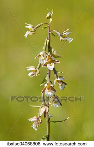 Stock Photograph - "Marsh Helleborine (Epipactis palustris), flowering, Thuringia, Germany, Europe". Fotosearch