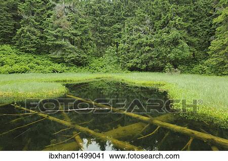 "Marsh, Mala Fatra National Park, Slovakia, Europe" View Large Photo Image Stock Image - "Marsh, Mala Fatra National Park, Slovakia, Europe". Fotosearch
