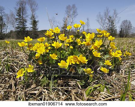 "Marsh marigold (Caltha palustris), Upper Bavaria, Bavaria, Germany, Europe" View Large Photo Image Picture - "Marsh marigold (Caltha palustris), Upper Bavaria, Bavaria, Germany, Europe". Fotosearch