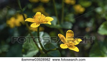 "Marsh Marigold (Caltha palustris), Tyrol, Austria, Europe" View Large Photo Image Stock Image - "Marsh Marigold (Caltha palustris), Tyrol, Austria, Europe". Fotosearch