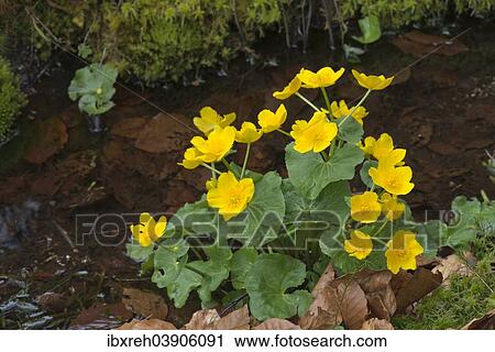 "Marsh Marigold (Caltha palustris), Bavarian Forest National Park, Bavaria, Germany, Europe" View Large Photo Image Stock Image - "Marsh Marigold (Caltha palustris), Bavarian Forest National Park, Bavaria, Germany, Europe". Fotosearch