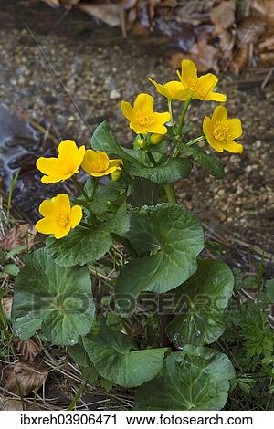 "Marsh Marigold (Caltha palustris), Bavarian Forest National Park, Bavaria, Germany, Europe" View Large Photo Image Stock Image - "Marsh Marigold (Caltha palustris), Bavarian Forest National Park, Bavaria, Germany, Europe". Fotosearch