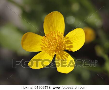 "Marsh marigold (Caltha palustris), Upper Bavaria, Bavaria, Germany, Europe" View Large Photo Image Stock Photo - "Marsh marigold (Caltha palustris), Upper Bavaria, Bavaria, Germany, Europe". Fotosearch