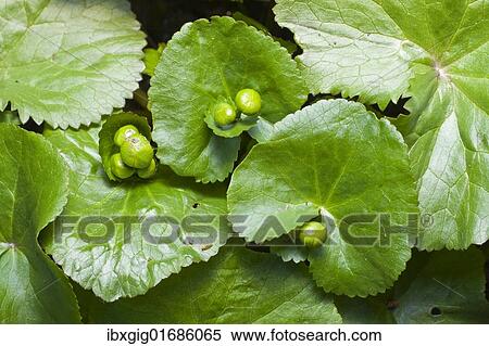 "Marsh-marigold, Marsh Marigold, Yellow Marsh Marigold, King's cup, King-cup (Caltha palustris)" View Large Photo Image Stock Photography - "Marsh-marigold, Marsh Marigold, Yellow Marsh Marigold, King's cup, King-cup (Caltha palustris)". Fotosearch