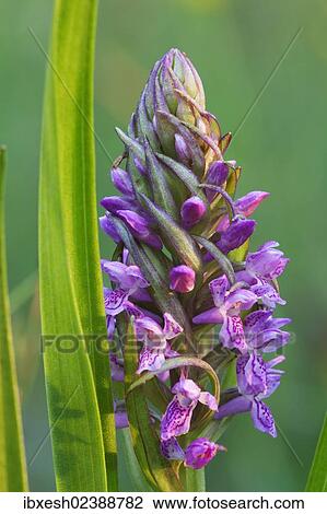 "Marsh orchid (Dactylorhiza incarnata), Ingolstadt, Bavaria, Germany, Europe" View Large Photo Image Stock Image - "Marsh orchid (Dactylorhiza incarnata), Ingolstadt, Bavaria, Germany, Europe". Fotosearch
