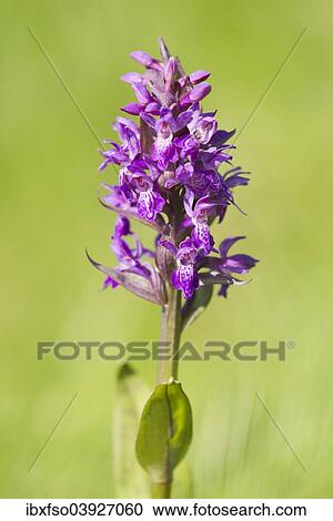 "Marsh Orchid (Dactylorhiza majalis), flowering, Thuringia, Germany, Europe" View Large Photo Image Stock Image - "Marsh Orchid (Dactylorhiza majalis), flowering, Thuringia, Germany, Europe". Fotosearch