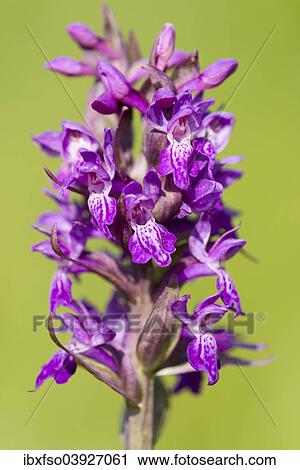 "Marsh Orchid (Dactylorhiza majalis), flowering, Thuringia, Germany, Europe" View Large Photo Image Stock Image - "Marsh Orchid (Dactylorhiza majalis), flowering, Thuringia, Germany, Europe". Fotosearch