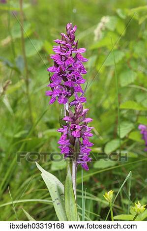 "Marsh Orchid (Dactylorhiza majalis), Allgau, Bavaria, Germany, Europe" View Large Photo Image Stock Photo - "Marsh Orchid (Dactylorhiza majalis), Allgau, Bavaria, Germany, Europe". Fotosearch