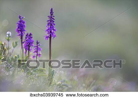 "Marsh Orchid or Spotted Orchid (Dactylorhiza), Hinteres Stubaital valley, Tyrol, Austria, Europe" View Large Photo Image Stock Photography - "Marsh Orchid or Spotted Orchid (Dactylorhiza), Hinteres Stubaital valley, Tyrol, Austria, Europe". Fotosearch