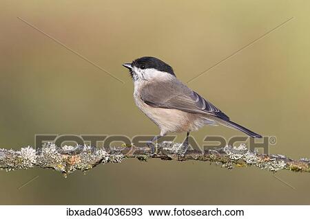 Stock Image - "Marsh Tit (Parus palustris) on a lichen covered branch, North Rhine-Westphalia, Germany, Europe". Fotosearch