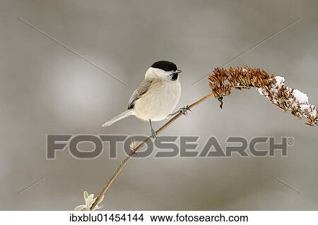 Marsh Tit (Parus palustris) View Large Photo Image Picture - Marsh Tit (Parus palustris). Fotosearch