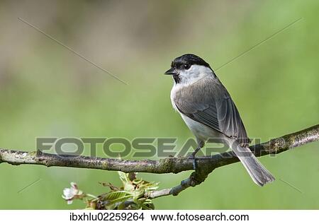 "Marsh Tit (Parus palustris), Untergroeningen, Baden-Wuerttemberg, Germany, Europe" View Large Photo Image Picture - "Marsh Tit (Parus palustris), Untergroeningen, Baden-Wuerttemberg, Germany, Europe". Fotosearch