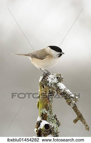 Marsh Tit (Parus palustris) View Large Photo Image Stock Image - Marsh Tit (Parus palustris). Fotosearch