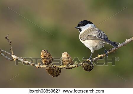 "Marsh Tit (Parus palustris), Tyrol, Austria, Europe" View Large Photo Image Stock Photo - "Marsh Tit (Parus palustris), Tyrol, Austria, Europe". Fotosearch