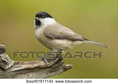 Marsh Tit (Poecile palustris) View Large Photo Image Stock Image - Marsh Tit (Poecile palustris). Fotosearch