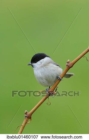 Marsh Tit (Poecile palustris) View Large Photo Image Stock Photo - Marsh Tit (Poecile palustris). Fotosearch