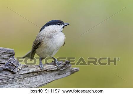 Marsh Tit (Poecile palustris) View Large Photo Image Stock Photo - Marsh Tit (Poecile palustris). Fotosearch