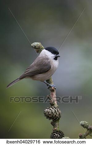 "Marsh Tit (Poecile palustris), Emsland, Lower Saxony, Germany, Europe" View Large Photo Image Stock Photograph - "Marsh Tit (Poecile palustris), Emsland, Lower Saxony, Germany, Europe". Fotosearch
